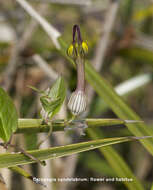 Image de Ceropegia candelabrum L.