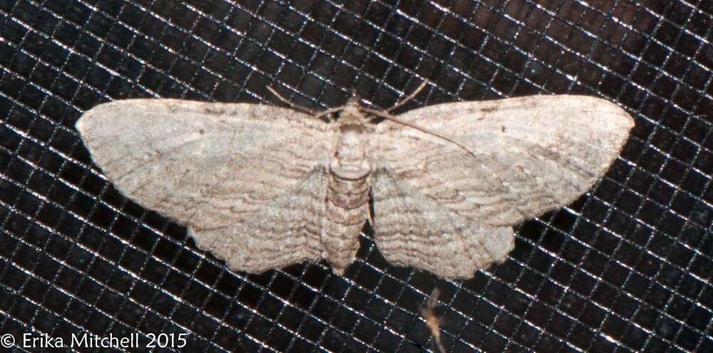 Image of Brown Bark Carpet