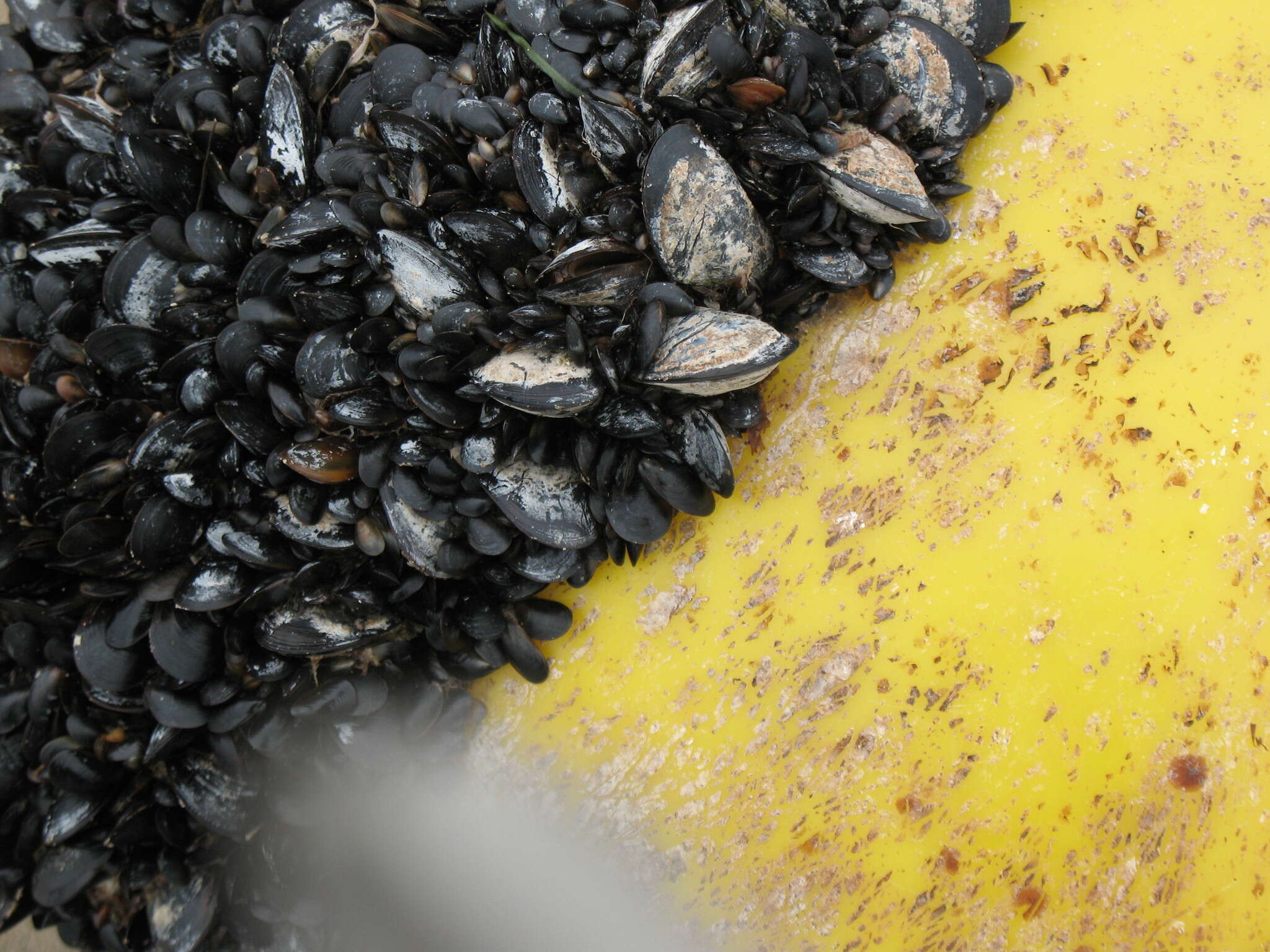 Image of Blue mussel