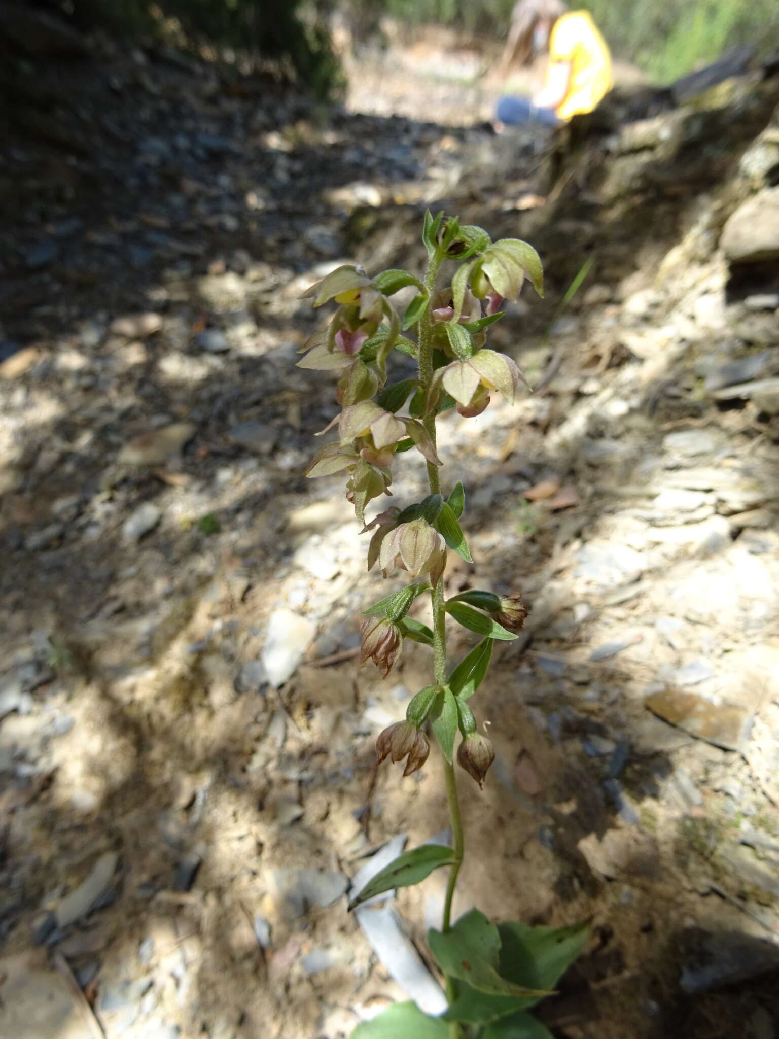 Image of Epipactis lusitanica D. Tyteca