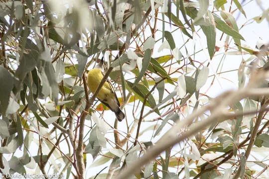 Image of White-throated Gerygone