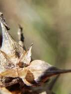 Image of Louisiana Sedge