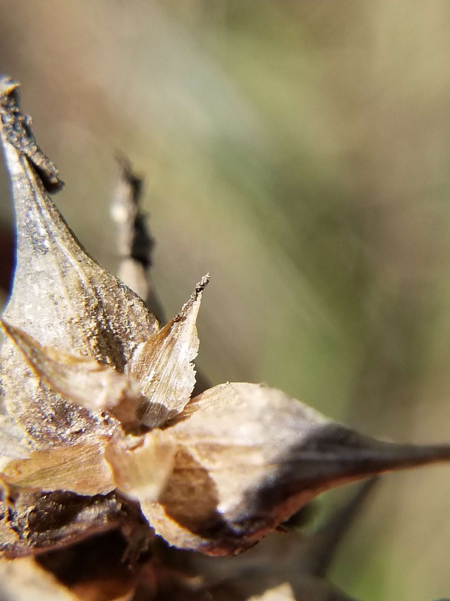 Image of Louisiana Sedge