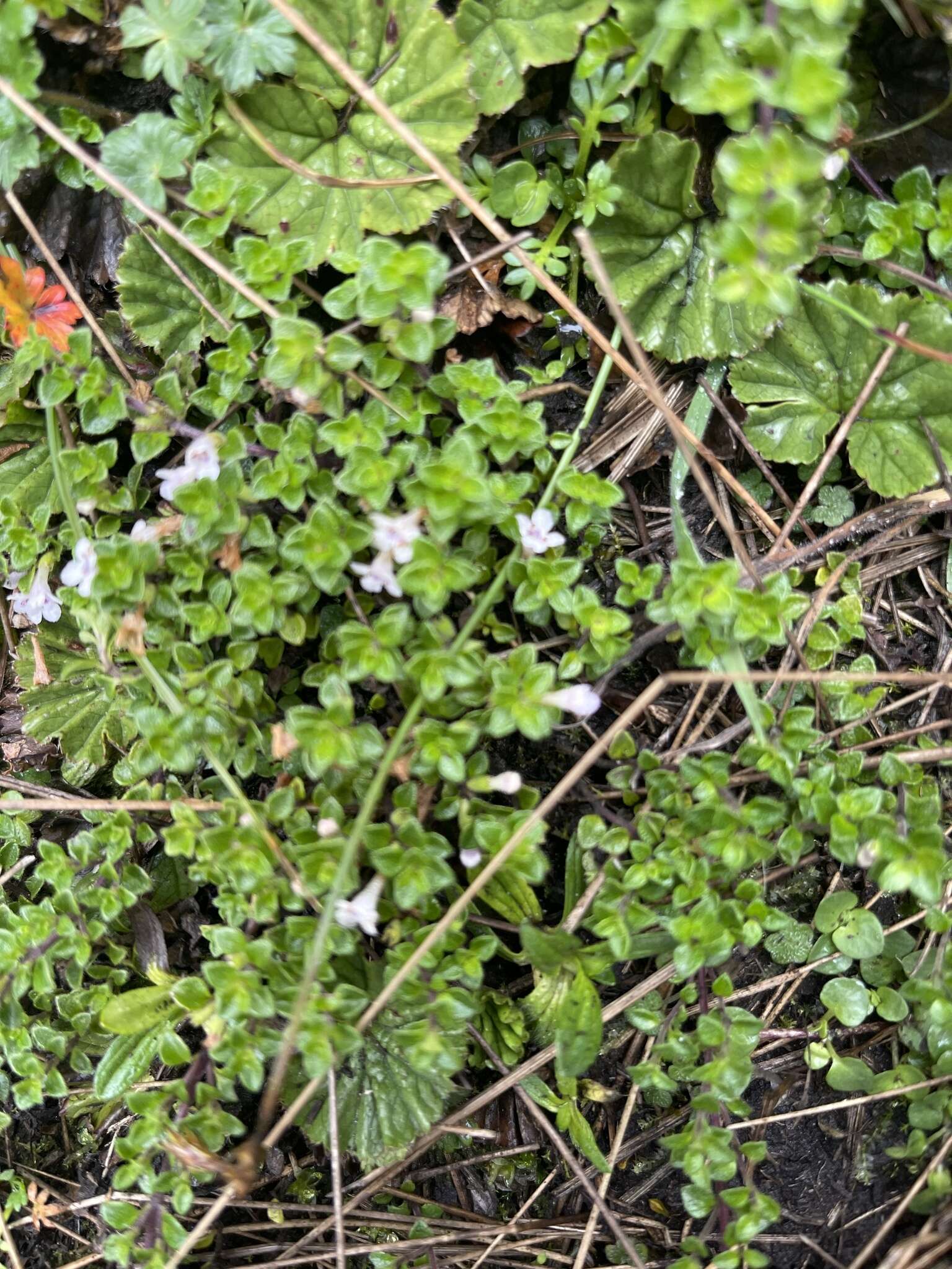 Image of Clinopodium nubigenum (Kunth) Kuntze