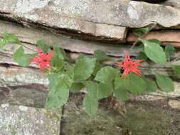 Imagem de Silene rotundifolia Nutt.