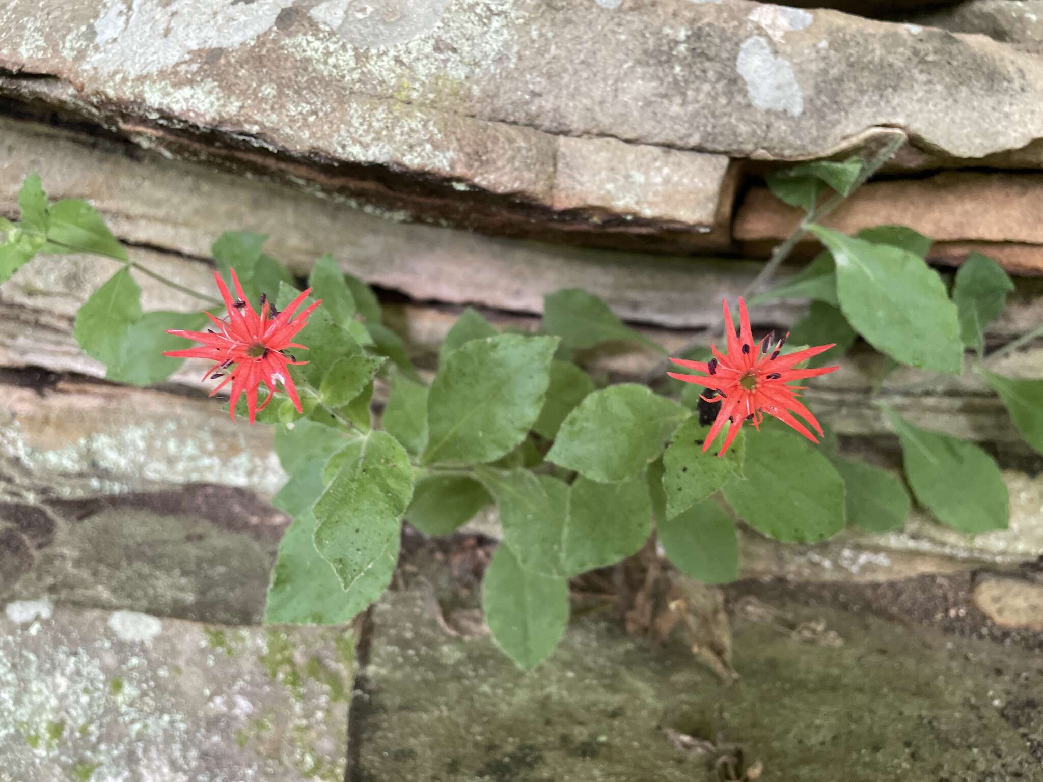 Imagem de Silene rotundifolia Nutt.