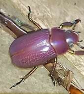Image of Chrysina purulhensis (Warner & Monzón 1993)