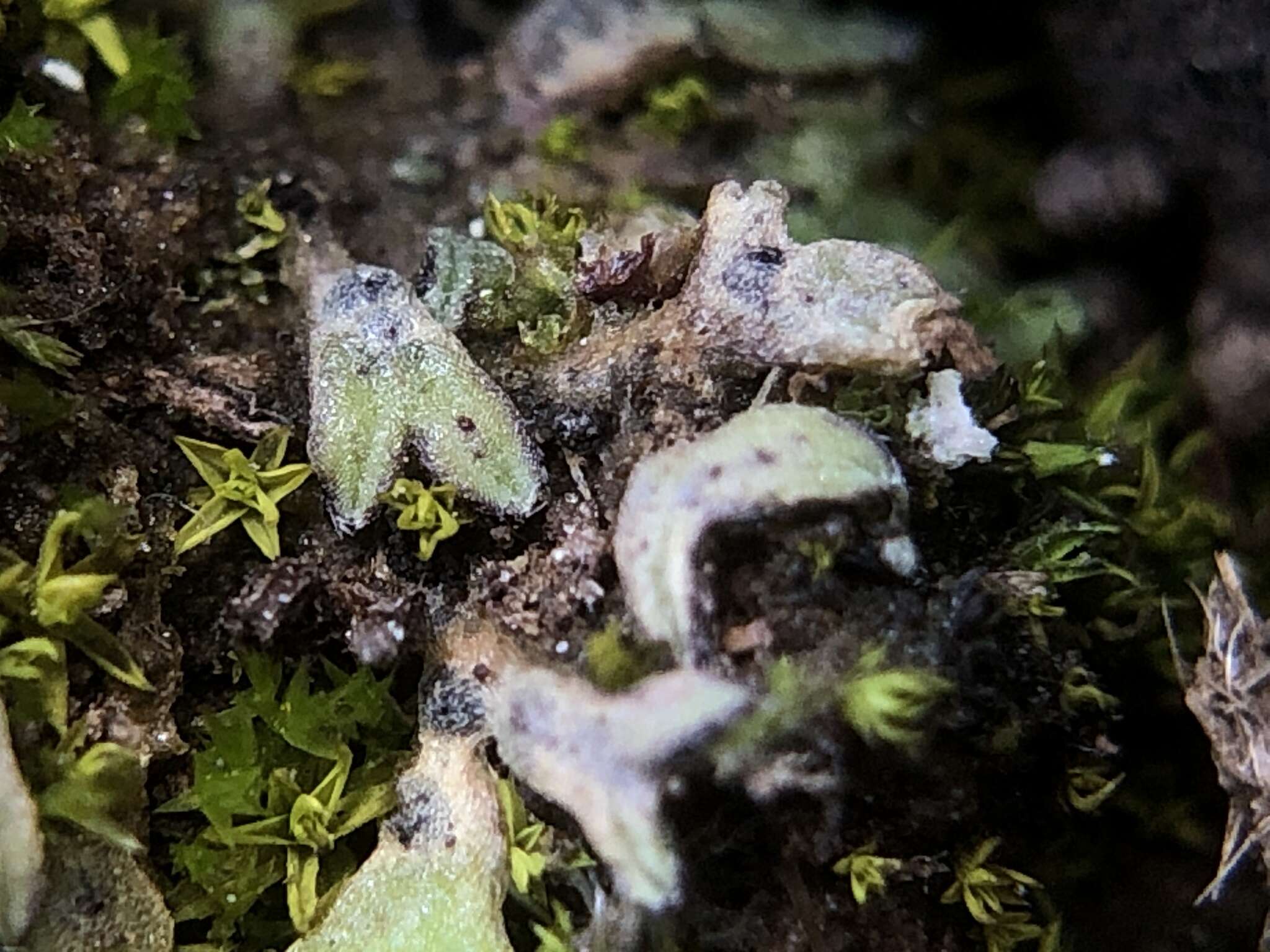 Image of Riccia crozalsii Levier