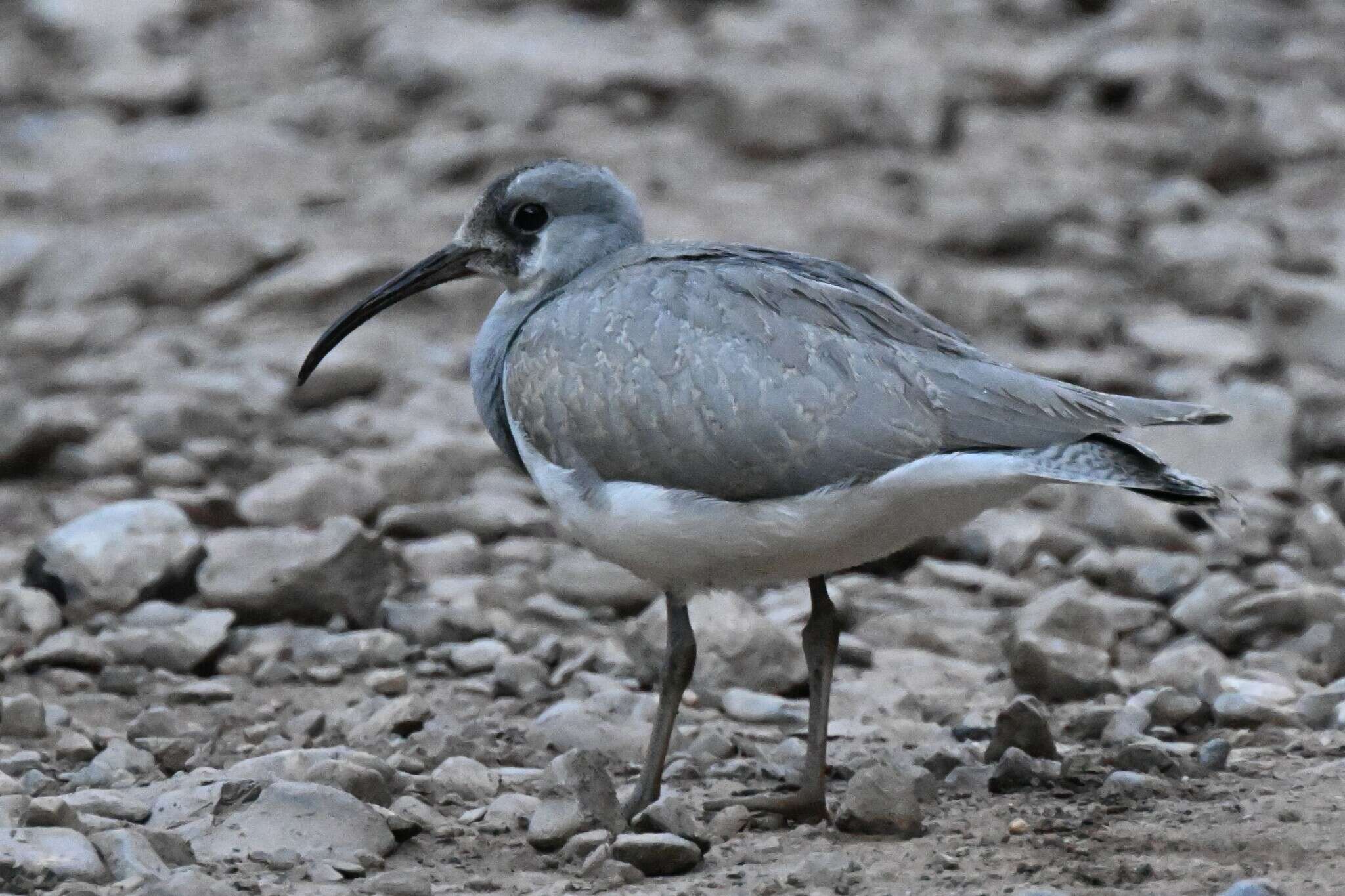 Image of ibisbills