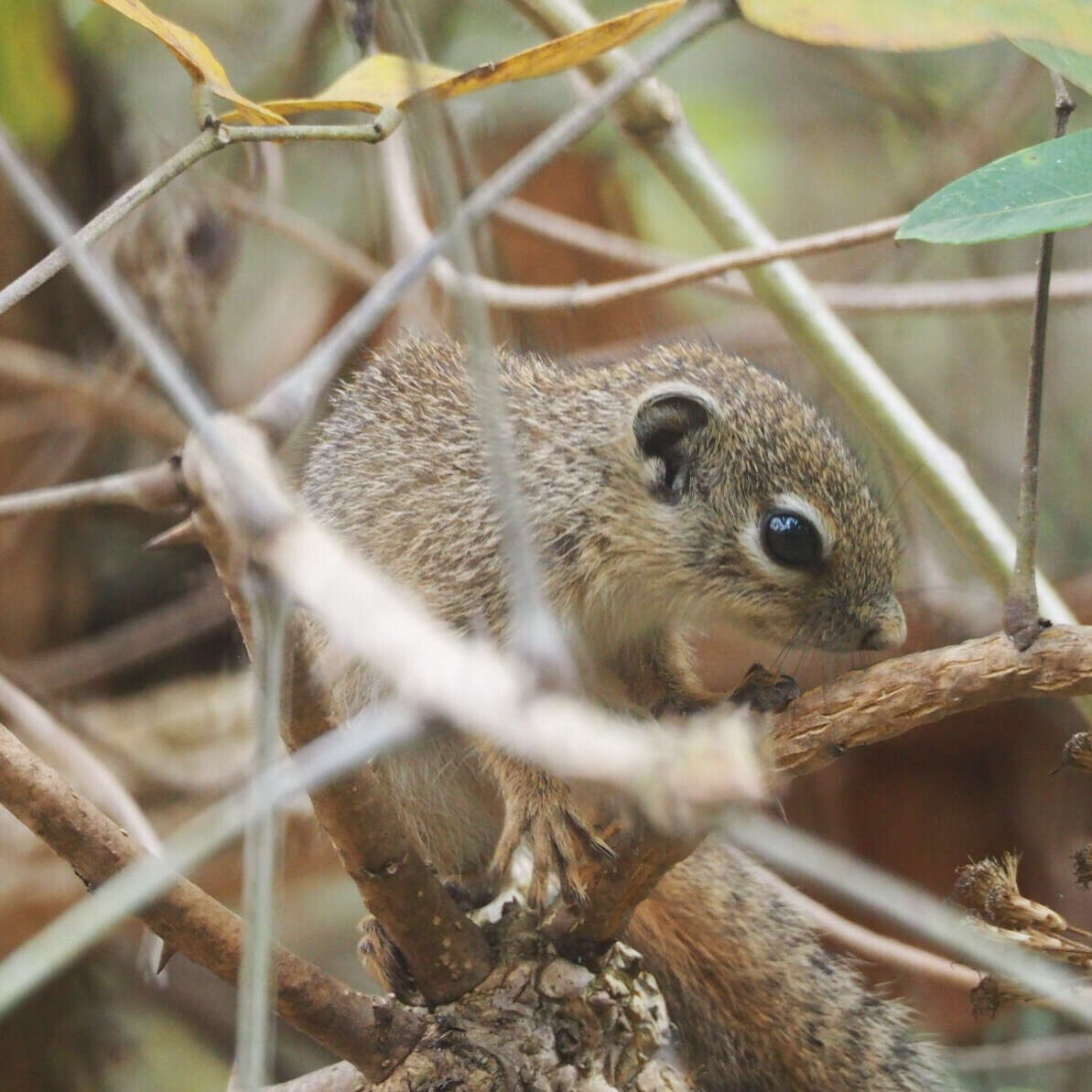 Image of Gambian Sun Squirrel