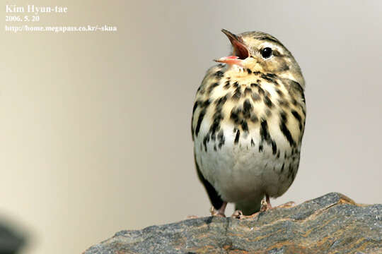 Image of Olive-backed Pipit