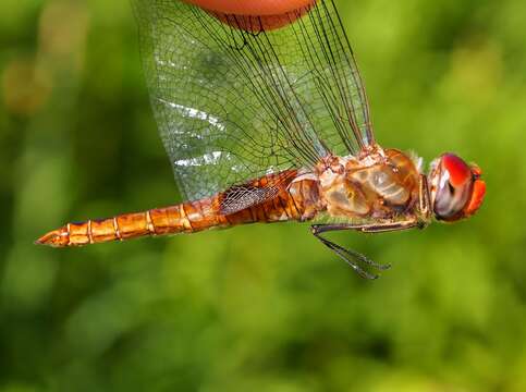 Image of Spot-winged Glider