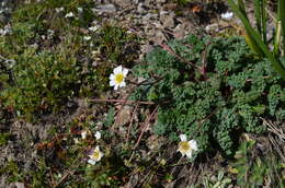 Image of Callianthemum alatavicum Freyn