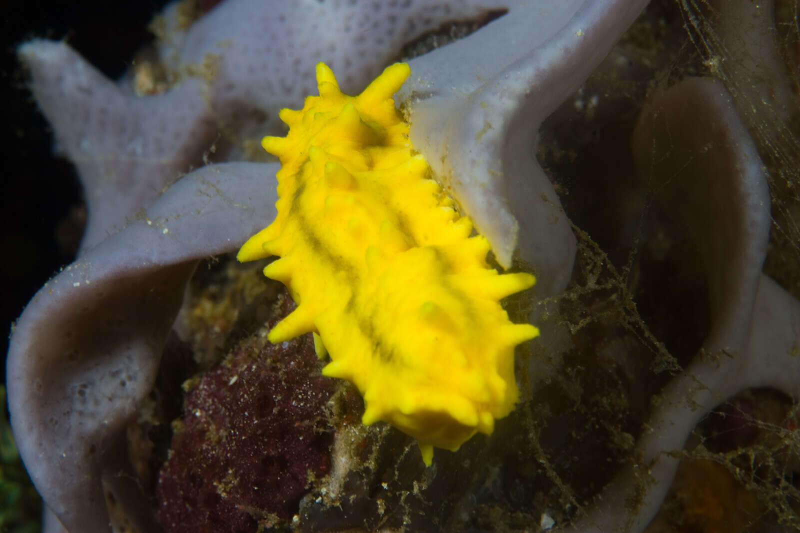 Image of robust sea cucumber