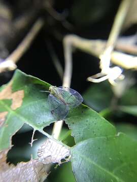 Imagem de Biolleyana costalis (Fowler 1900)