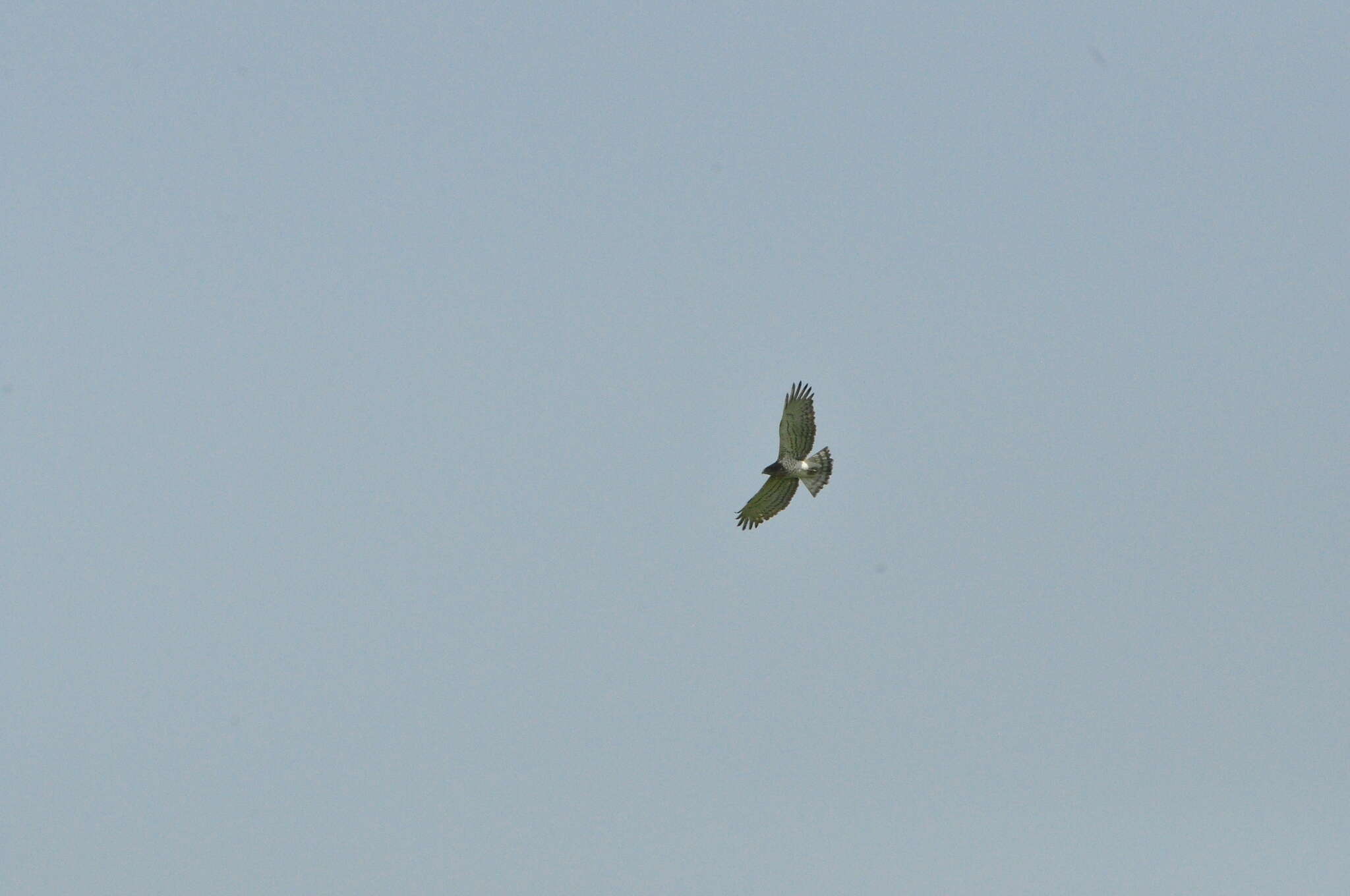 Image de Circaète Jean-le-Blanc