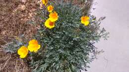 Image of California poppy