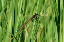 Image of Oxyagrion rubidum (Rambur 1842)