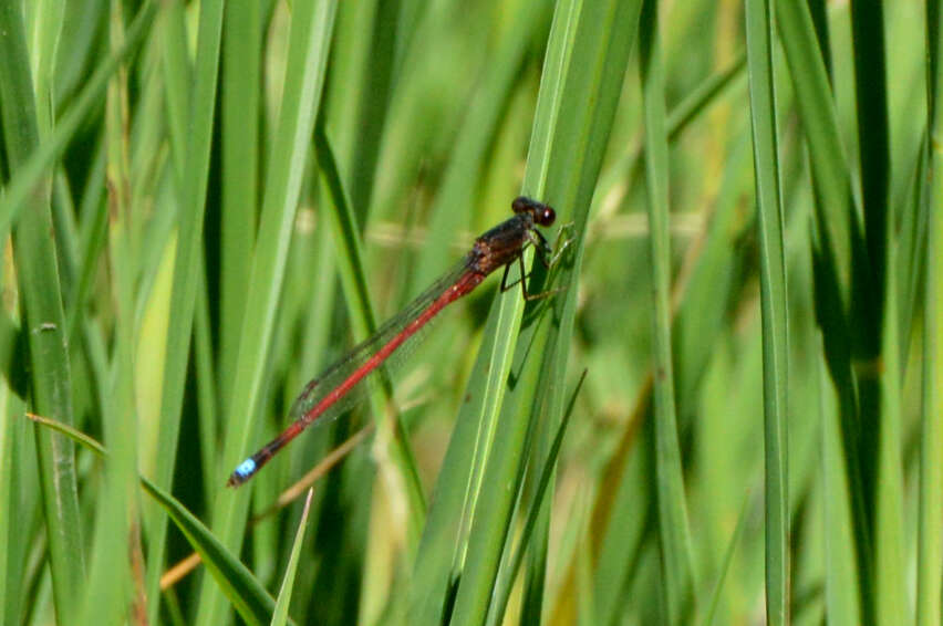 Image of Oxyagrion rubidum (Rambur 1842)