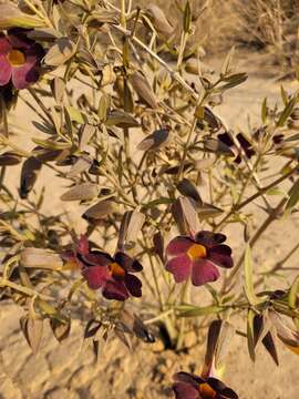 Image of Thunbergia lancifolia T. Anders.