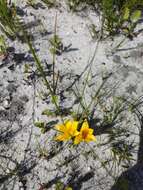 Image of Romulea triflora (Burm. fil.) N. E. Br.