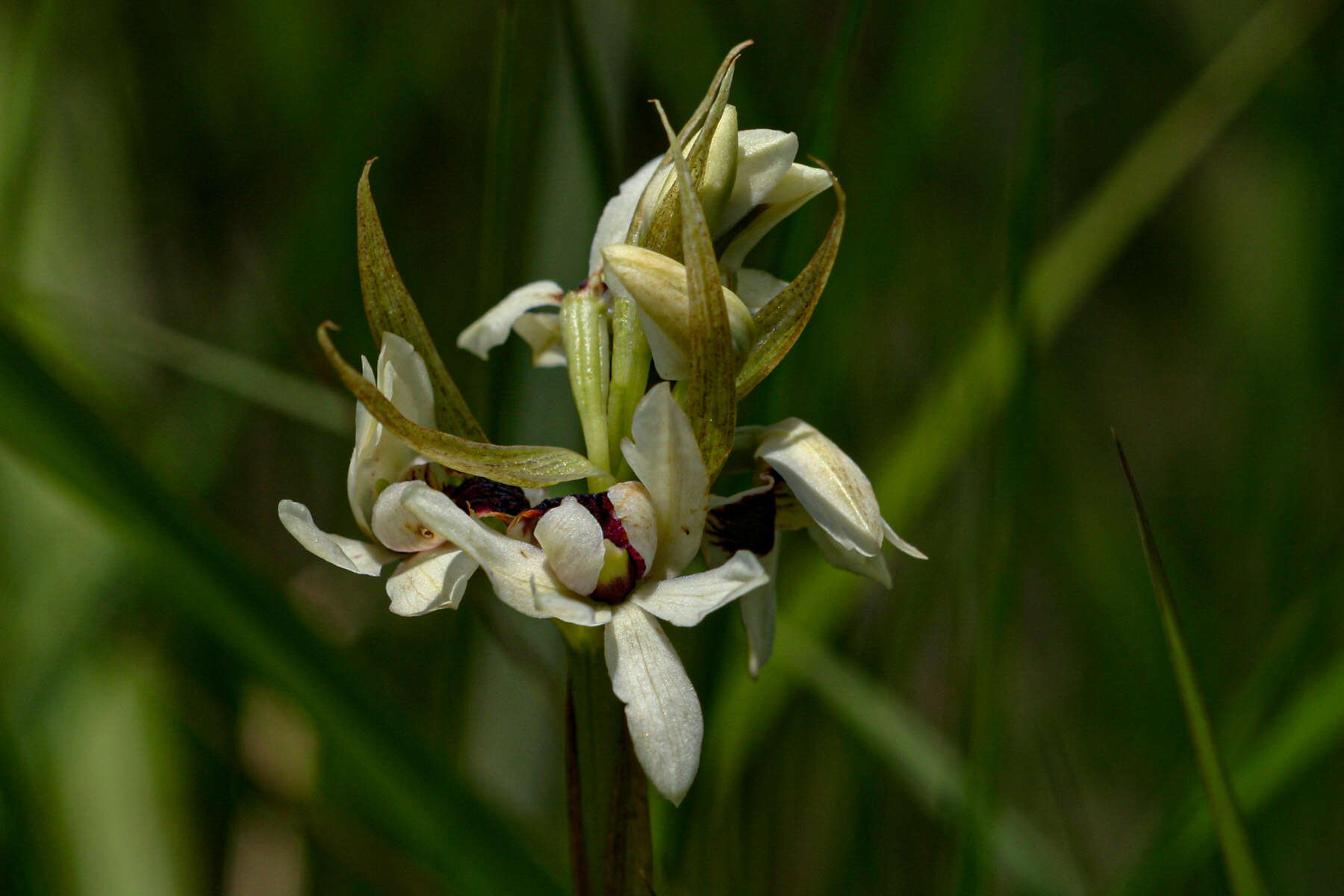 Image of Eulophia eustachya (Rchb. fil.) Geerinck