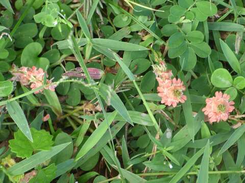 Indigofera spicata Forssk. resmi