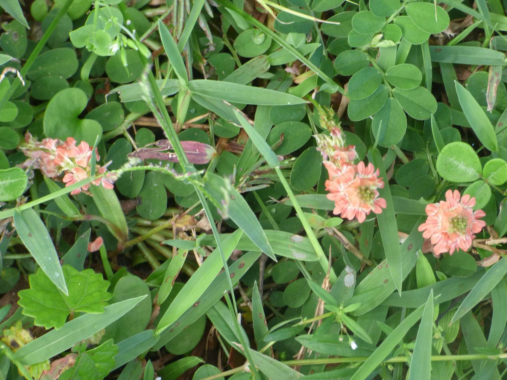 Indigofera spicata Forssk. resmi