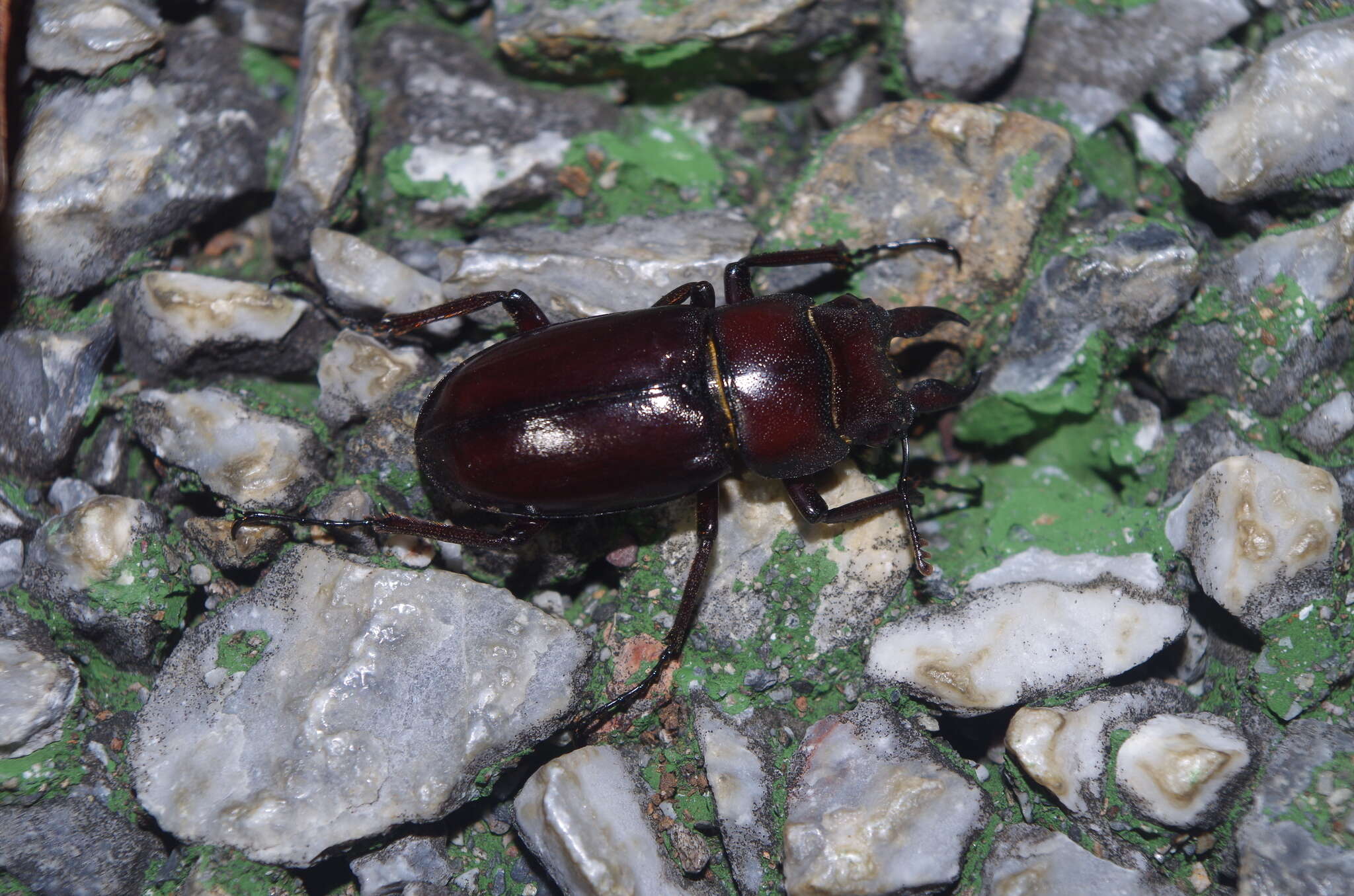 Imagem de Prosopocoilus (Psalidoremus) dissimilis Boileau 1898