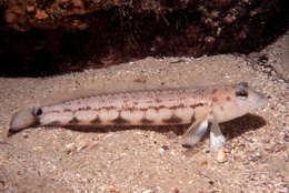 Image of Ramsay&#39;s grubfish