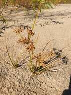 Image of Dentate umbrella sedge