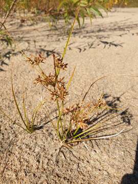 Image of Dentate umbrella sedge