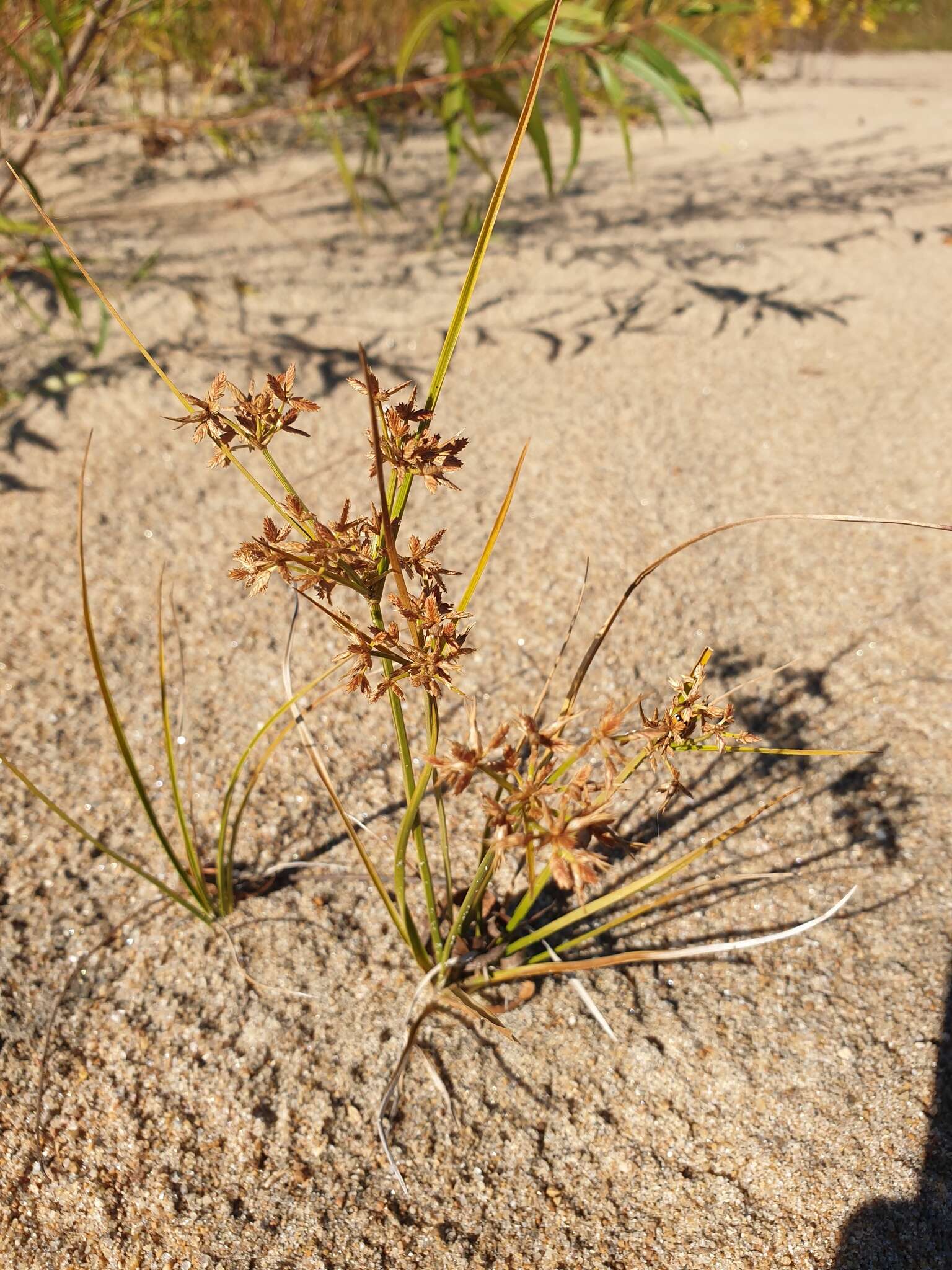 Imagem de Cyperus dentatus Torr.