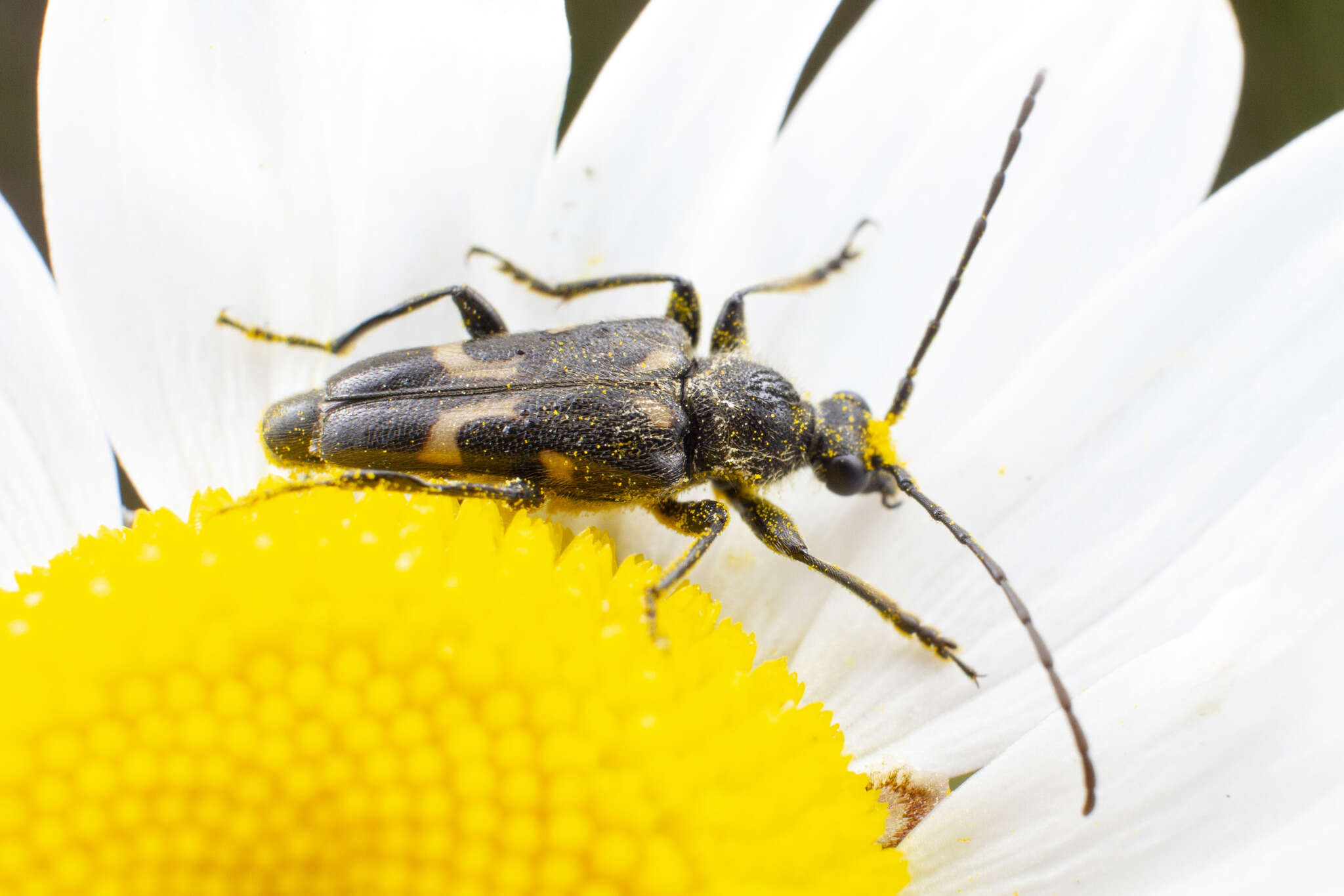 Image of Xestoleptura behrensii (Le Conte 1873)