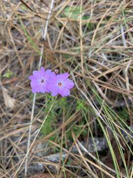 Image of trailing phlox