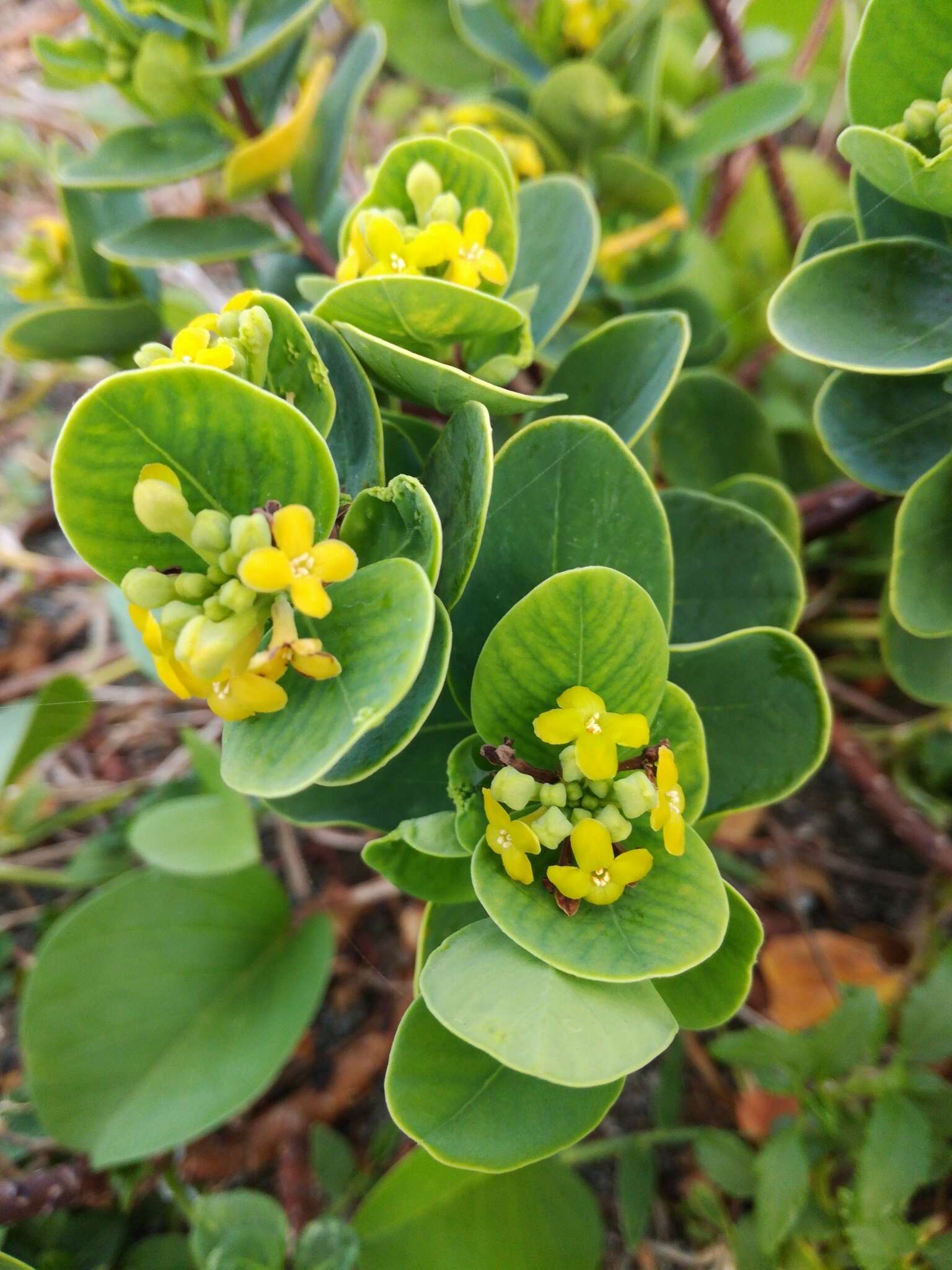 Image of Wikstroemia retusa A. Gray