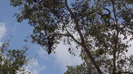 Image of Black-headed Spider Monkey