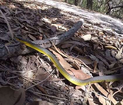 Image of Black Treesnake