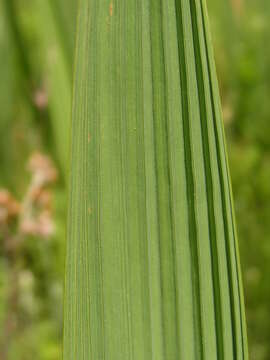 Слика од Crocosmia paniculata (Klatt) Goldblatt