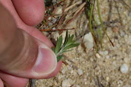 Image of beach pinweed