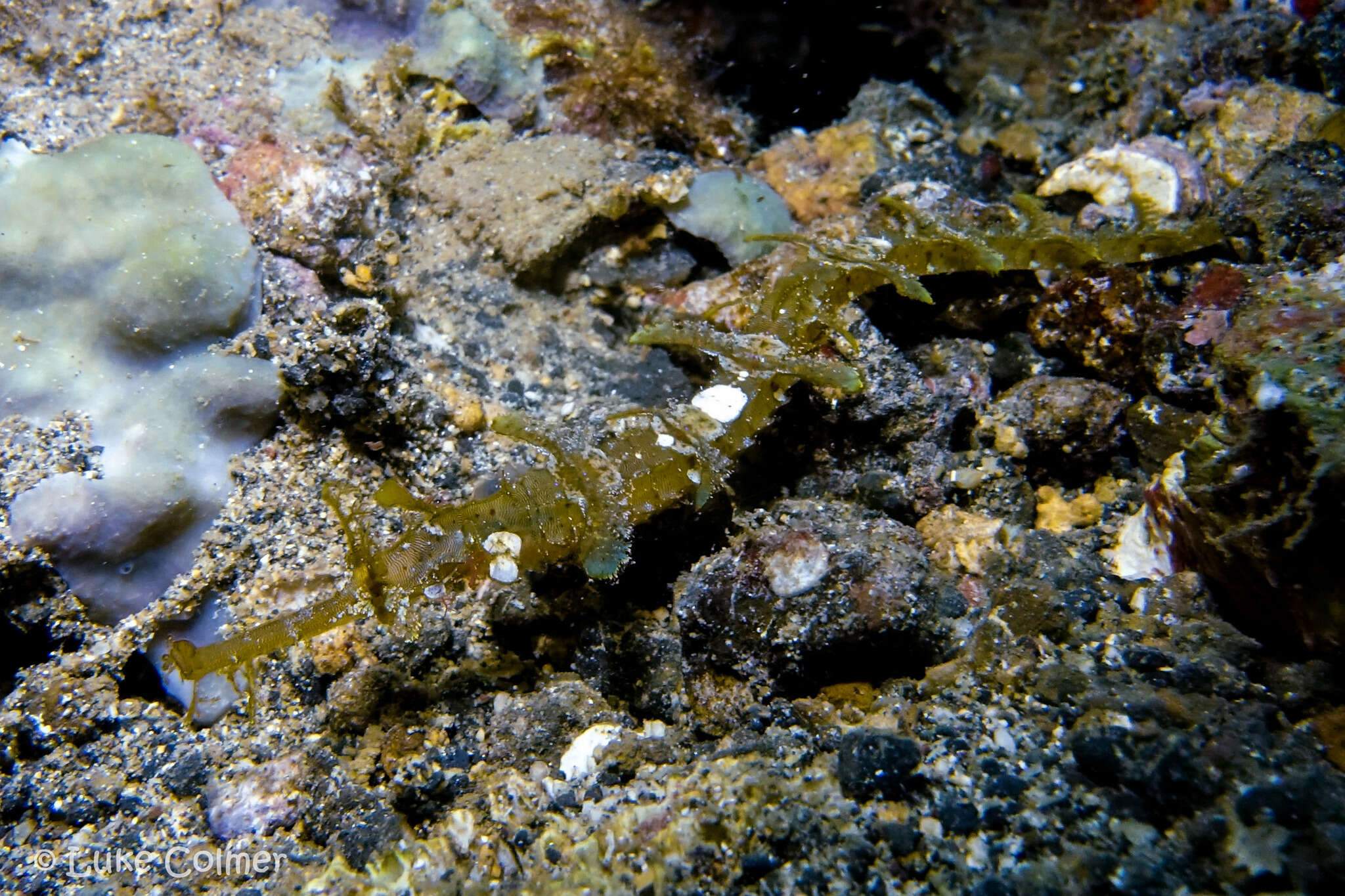 Image of Dusky Pipefish