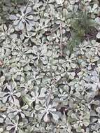 صورة Antennaria howellii subsp. neodioica (Greene) R. J. Bayer