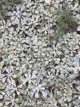 Imagem de Antennaria howellii subsp. neodioica (Greene) R. J. Bayer