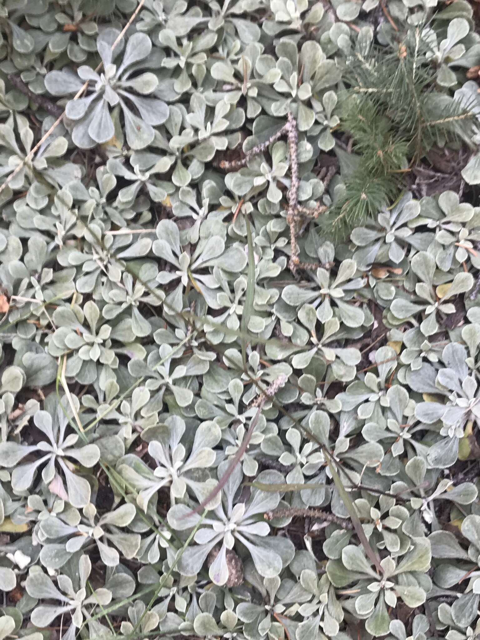 Imagem de Antennaria howellii subsp. neodioica (Greene) R. J. Bayer