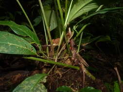 Sivun Philodendron grandipes K. Krause kuva