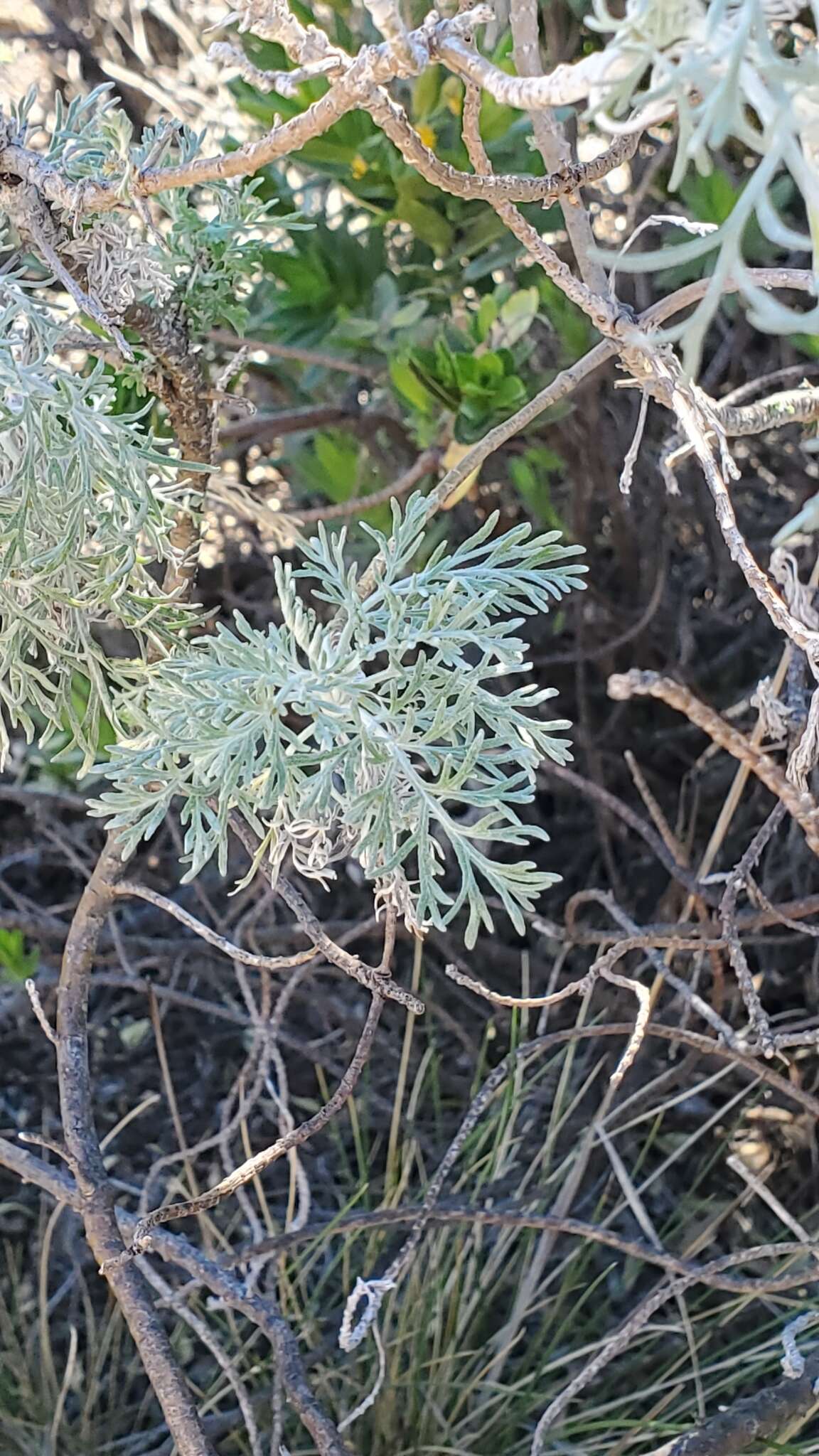 Imagem de Artemisia mauiensis (A. Gray) Skottsberg