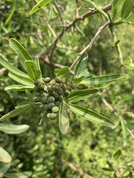 Image of Searsia gueinzii (Sond.) F. A. Barkley