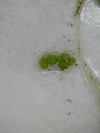 Image of Rootless Duckweed