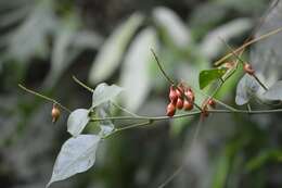 Image of Rhynchosia amabilis Grear