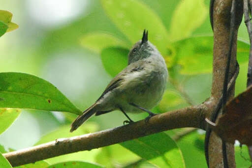 Image of Mountain Thornbill